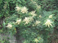 Rhus hypoleuca