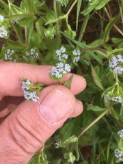 Valerianella locusta