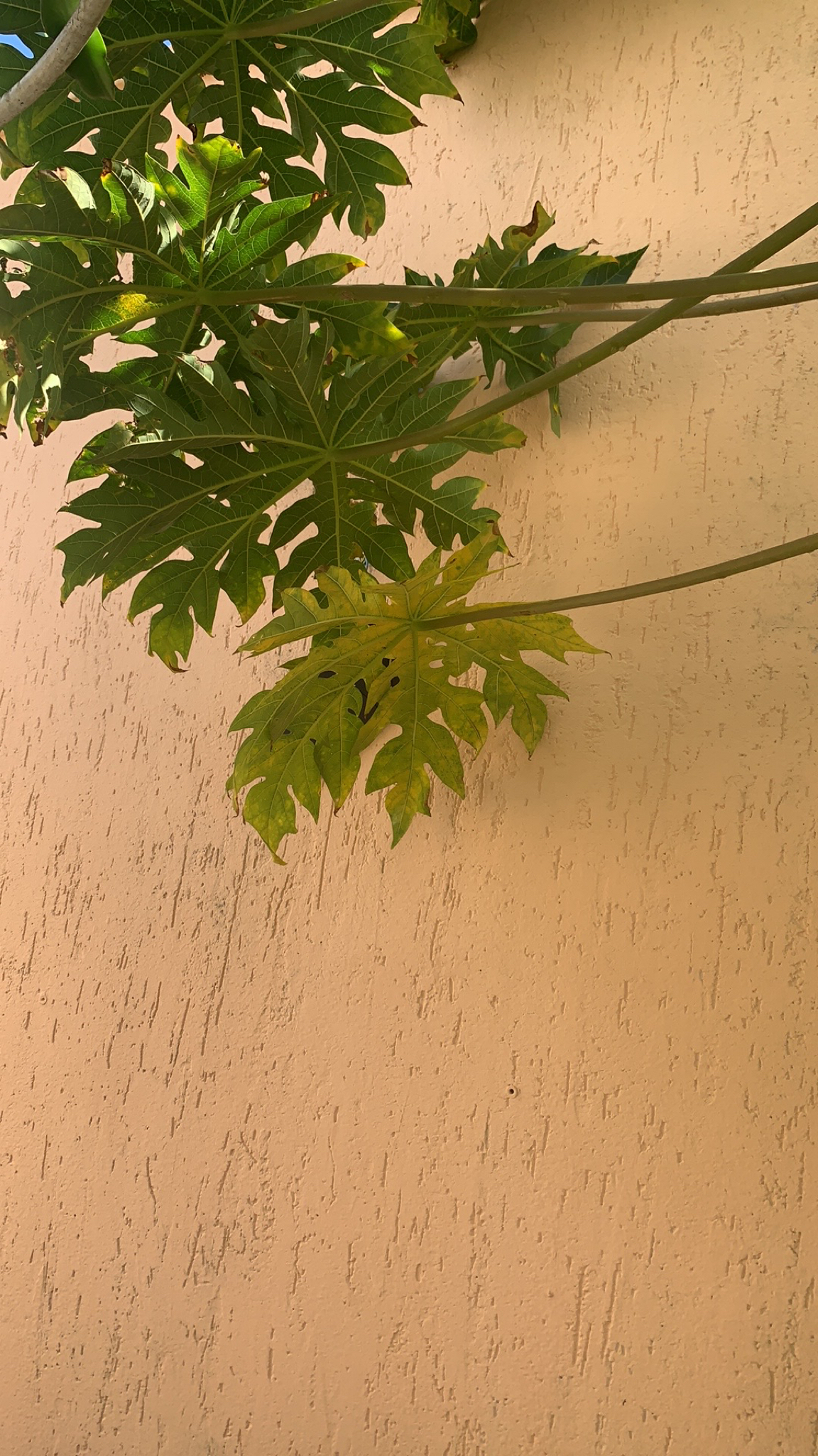 Carica papaya