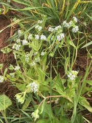 Valerianella locusta