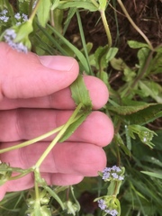 Valerianella locusta