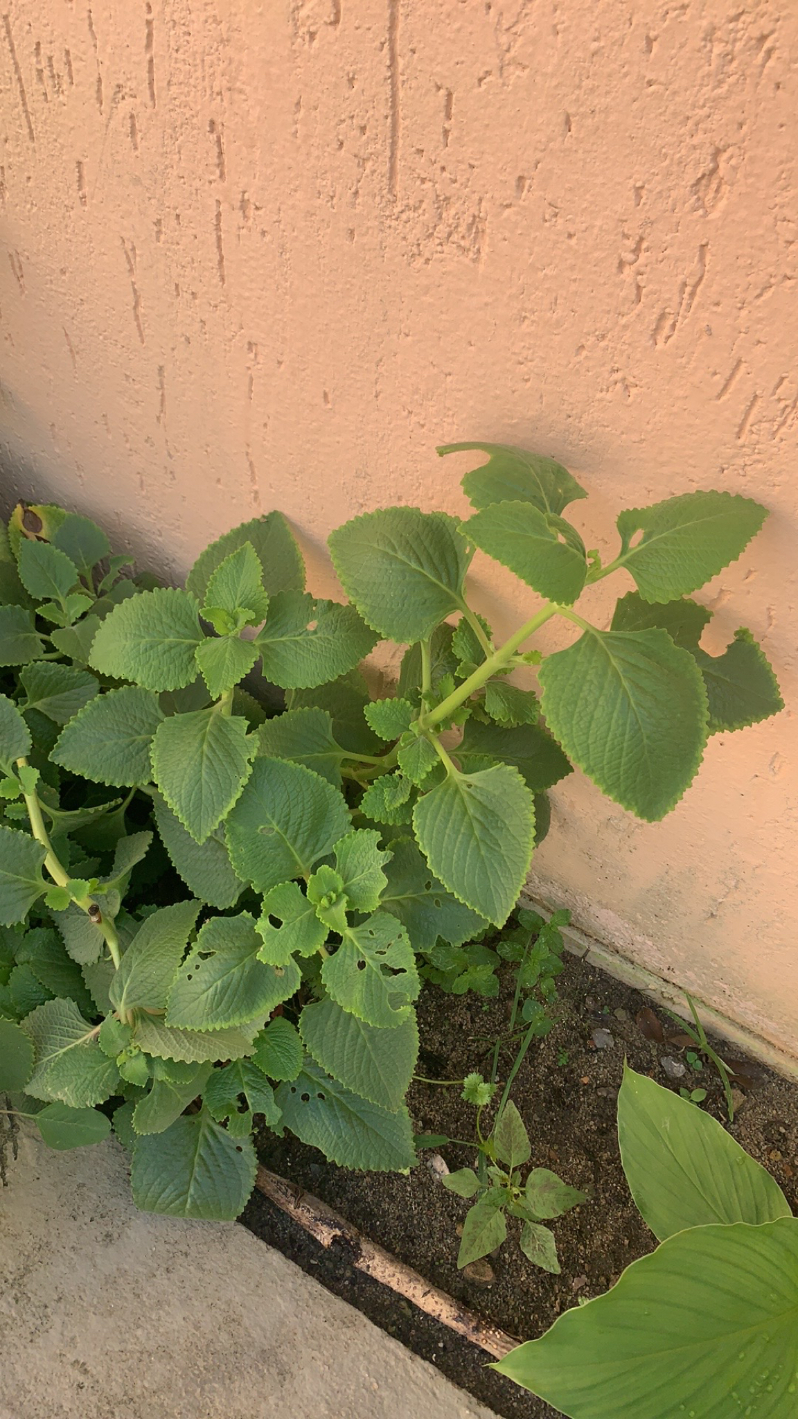 Coleus amboinicus