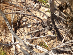 Aspidoscelis tigris tigris