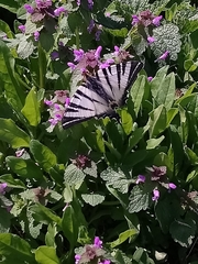 Iphiclides podalirius