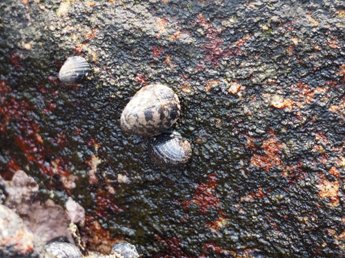 Nerita albicilla
