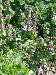 Iphiclides podalirius