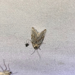 Argentostiria koebelei