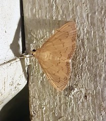 Hyalobathra crenulata