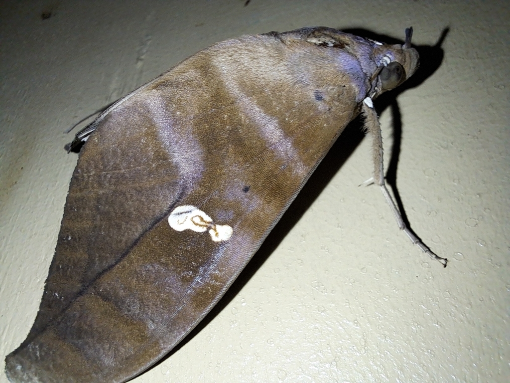 Phyllodes diversipalpus