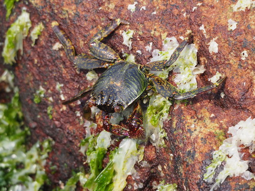 Grapsus albolineatus
