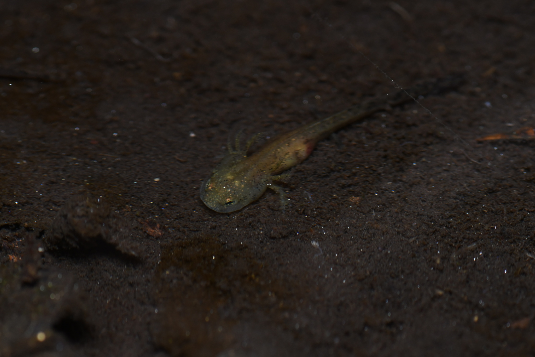 Izumo Salamander photo 3