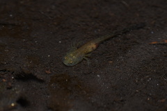 Izumo Salamander photo 1