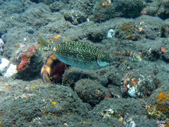 Siganus spinus