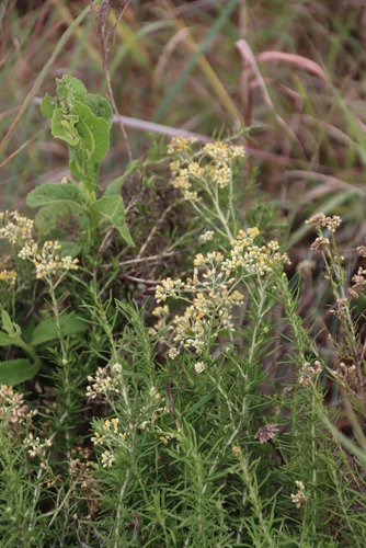 Image of Helichrysum rugulosum by (c) Tony Rebelo, some rights reserved (CC BY-SA)