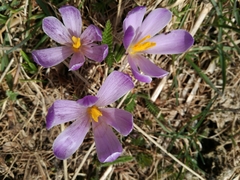 Crocus