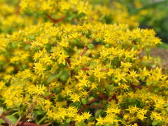 Sedum formosanum