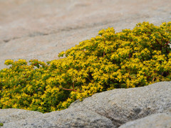 Sedum formosanum