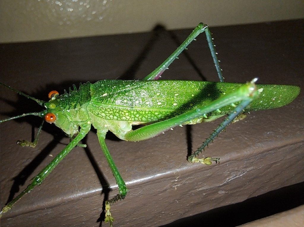 Phrictaetypus