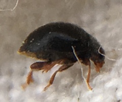 Scymnus auritus
