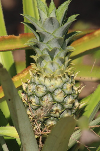 pineapple