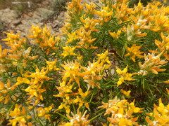 Genista hirsuta