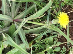 Sonchus dregeanus