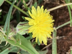 Sonchus dregeanus