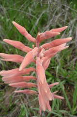 Sacoila lanceolata