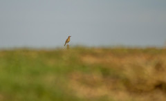 Certhilauda curvirostris brevirostris