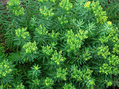 Euphorbia jolkinii