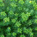 Euphorbia jolkinii - Photo no hay derechos reservados, subido por 葉子