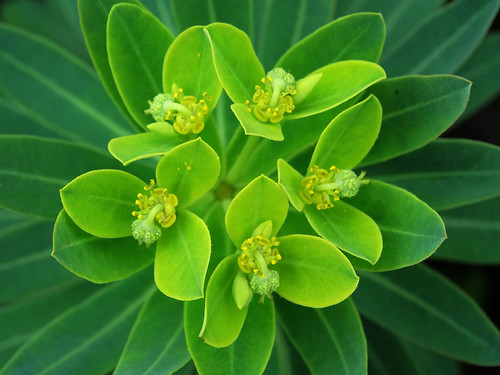 Euphorbia jolkinii