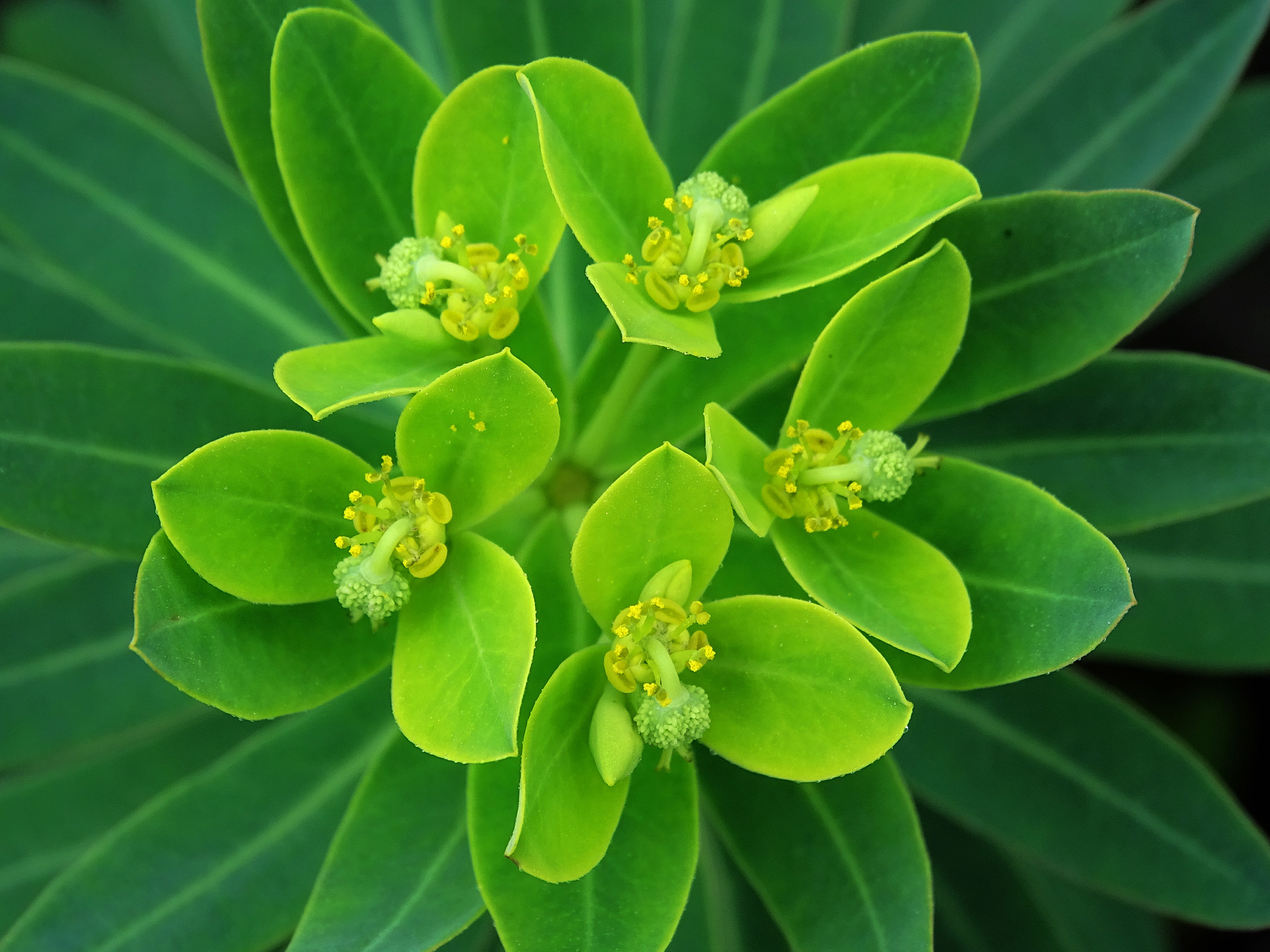 Euphorbia jolkinii