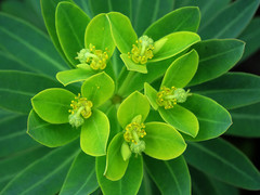 Euphorbia jolkinii