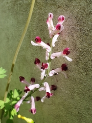 Fumaria barnolae (Fumaria barnolae)