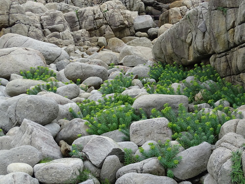 Image of Euphorbia jolkinii by no rights reserved