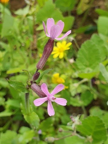 Image of Silene fuscata by (c) Mehdi Chetibi, some rights reserved (CC BY)