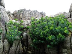 Euphorbia jolkinii