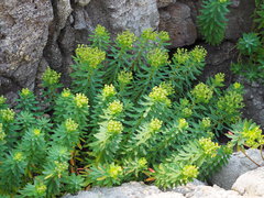 Euphorbia jolkinii