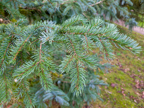 Picea alcoquiana iNat (2)