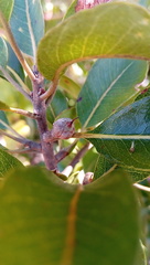 Capurodendron