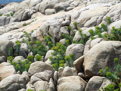 Euphorbia jolkinii