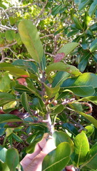 Capurodendron
