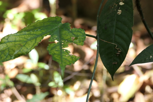 Adenia hondala