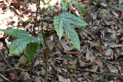 Adenia hondala