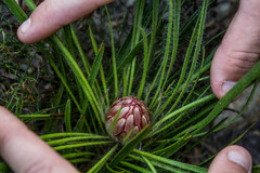 Protea denticulata