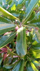 Capurodendron