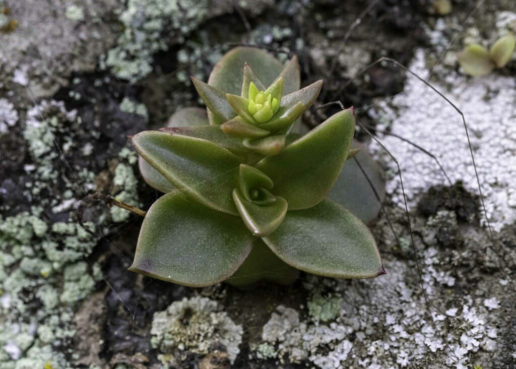 Dudleya cymosa ssp. marcescens