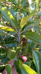 Capurodendron