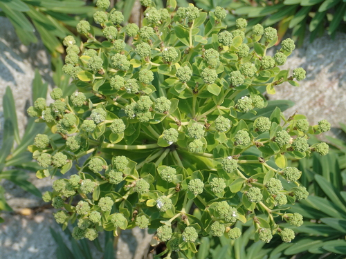 Image of Euphorbia jolkinii by no rights reserved